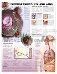 Understanding HIV & AIDS Anatomical Chart